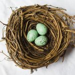 Nesting is the best way to start your next speech